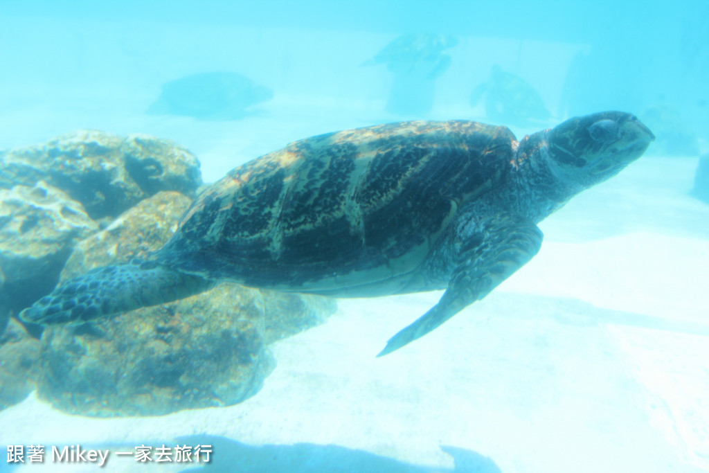 跟著 Mikey 一家去旅行 - 【 沖繩 】 美ら海水族館 - 海豚表演