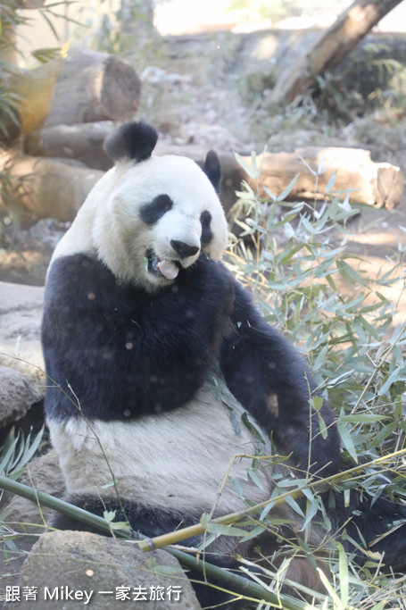 跟著 Mikey 一家去旅行 - 【 上野 】上野動物園 - Part I