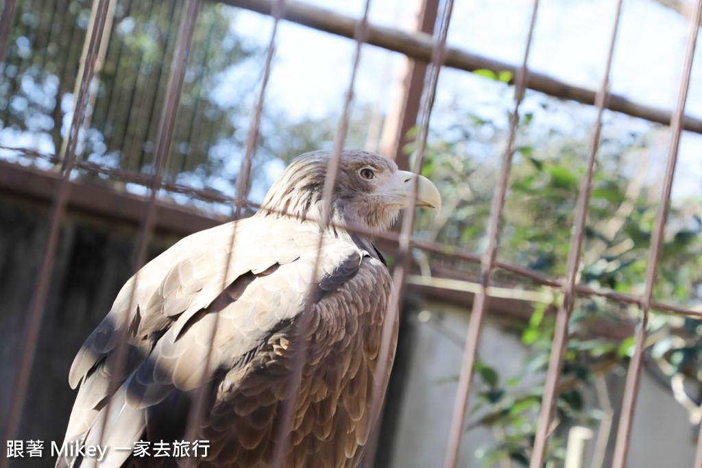 跟著 Mikey 一家去旅行 - 【 上野 】上野動物園 - Part I