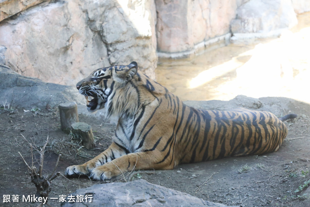 跟著 Mikey 一家去旅行 - 【 上野 】上野動物園 - Part I