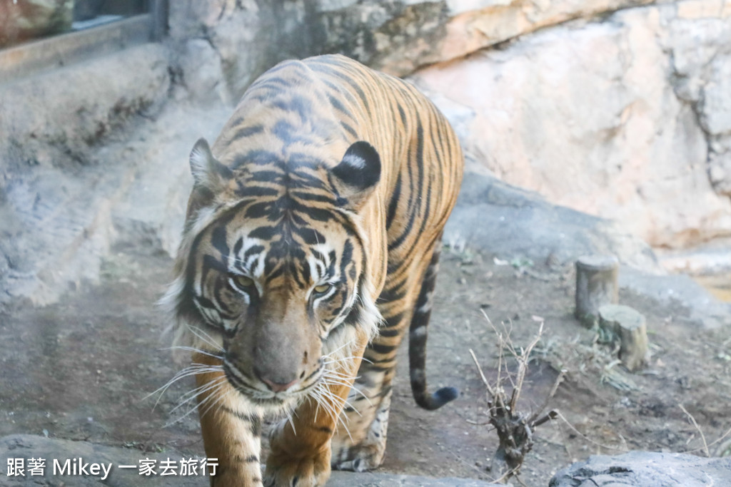 跟著 Mikey 一家去旅行 - 【 上野 】上野動物園 - Part I