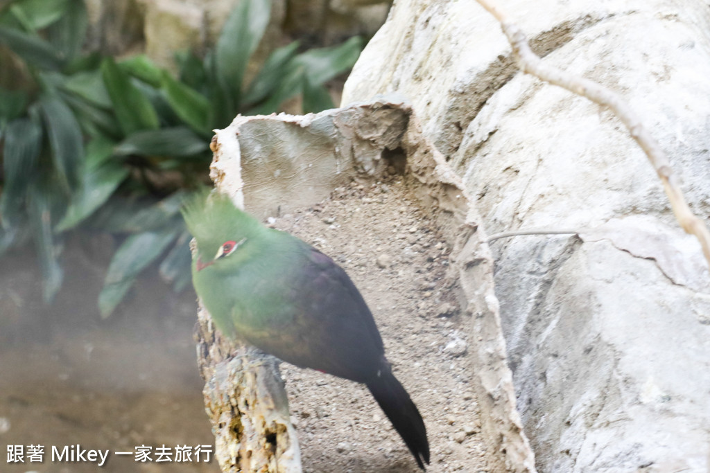 跟著 Mikey 一家去旅行 - 【 上野 】上野動物園 - Part I