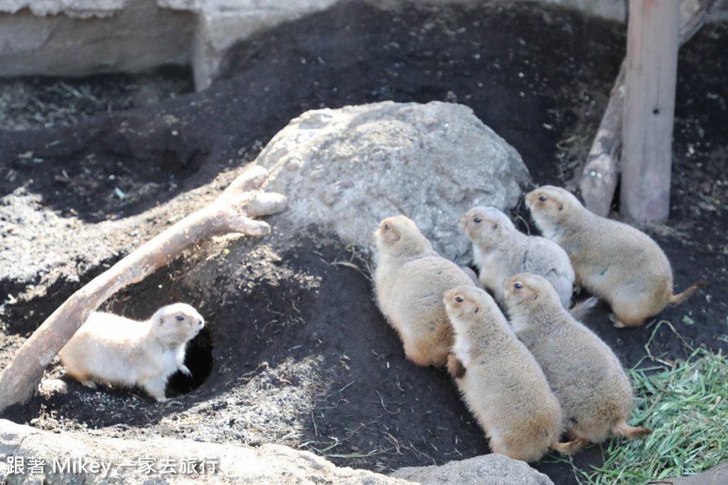 跟著 Mikey 一家去旅行 - 【 上野 】上野動物園 - Part I