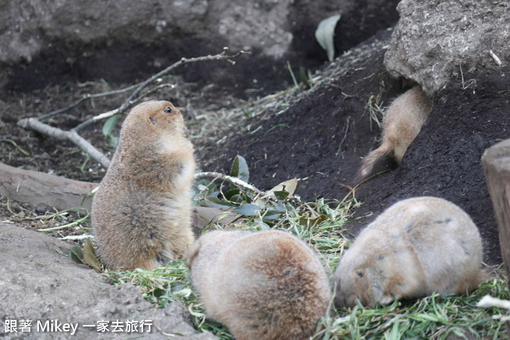 跟著 Mikey 一家去旅行 - 【 上野 】上野動物園 - Part I