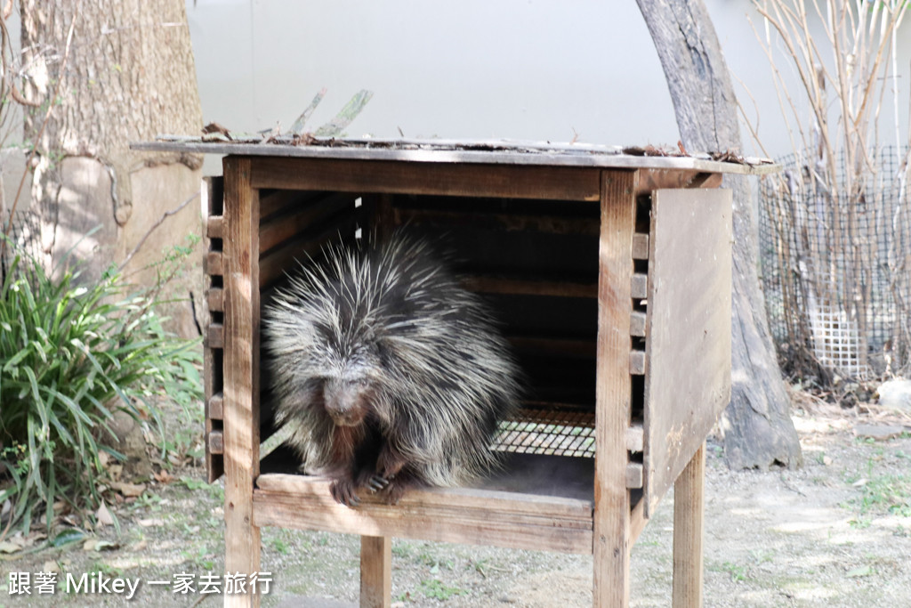 跟著 Mikey 一家去旅行 - 【 上野 】上野動物園 - Part II