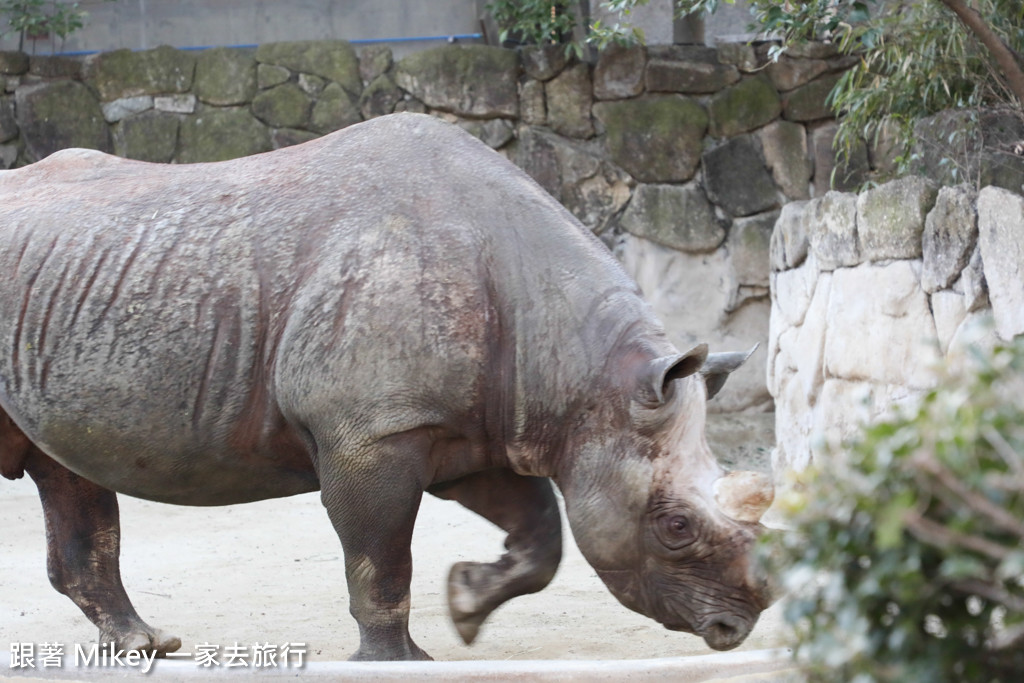 跟著 Mikey 一家去旅行 - 【 上野 】上野動物園 - Part II