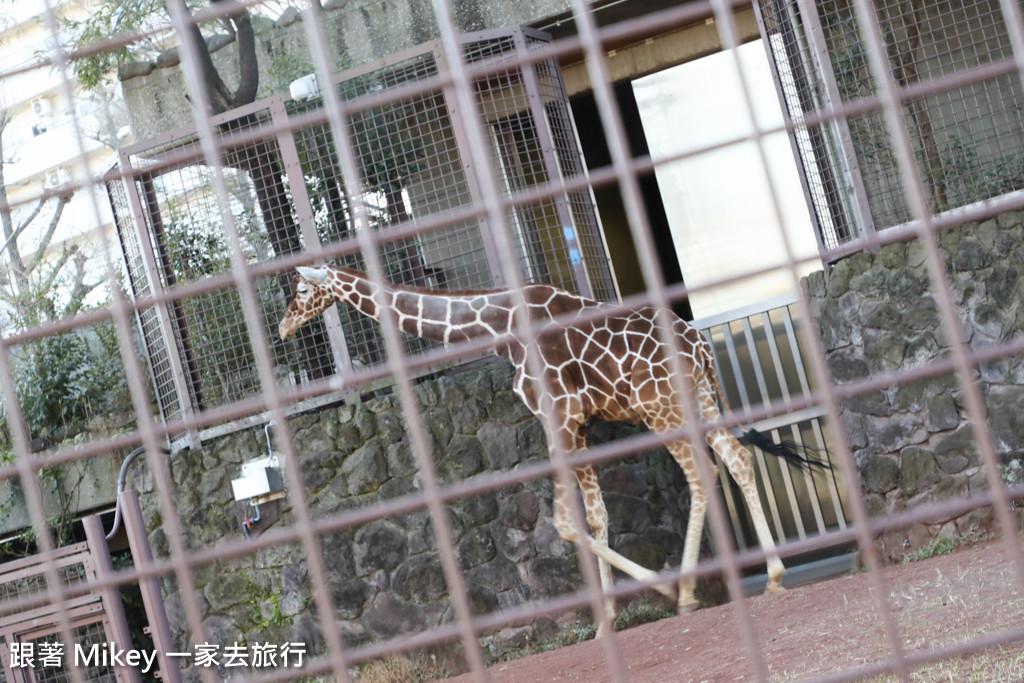 跟著 Mikey 一家去旅行 - 【 上野 】上野動物園 - Part II