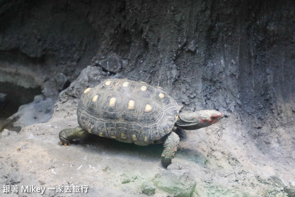 跟著 Mikey 一家去旅行 - 【 上野 】上野動物園 - Part II