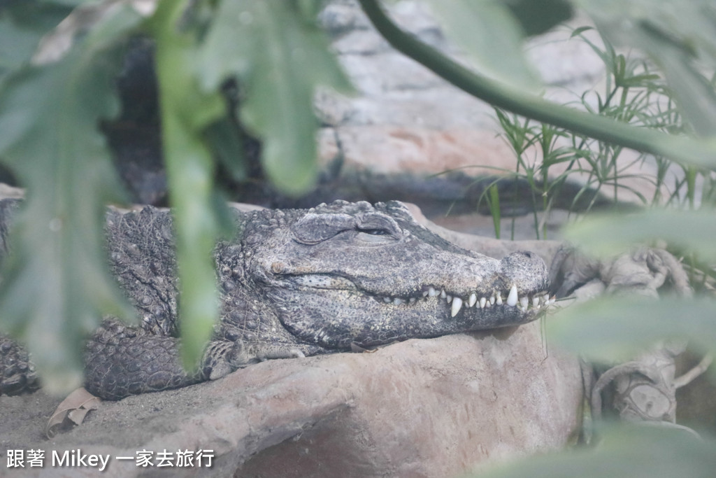 跟著 Mikey 一家去旅行 - 【 上野 】上野動物園 - Part II