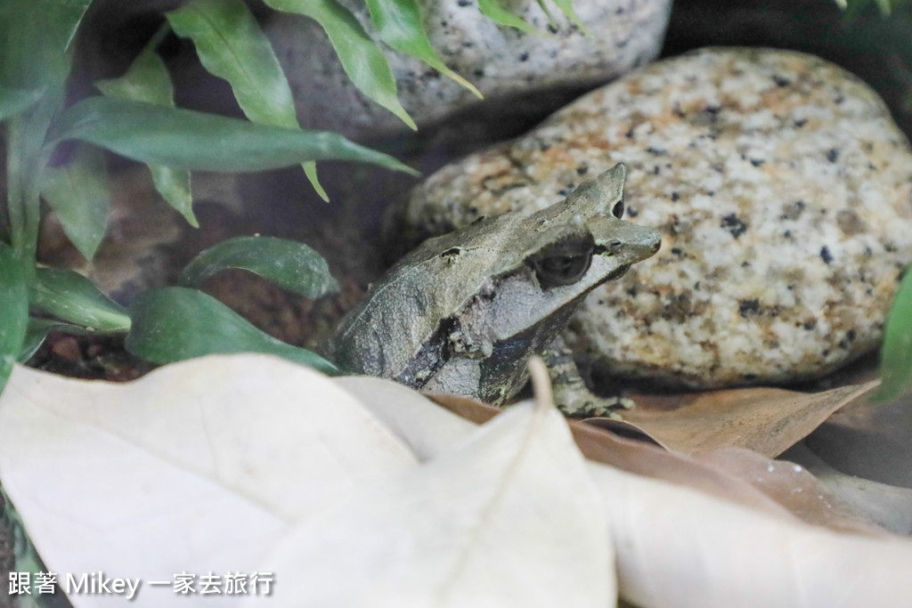 跟著 Mikey 一家去旅行 - 【 上野 】上野動物園 - Part II