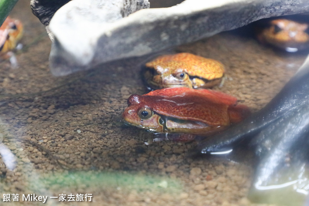 跟著 Mikey 一家去旅行 - 【 上野 】上野動物園 - Part II