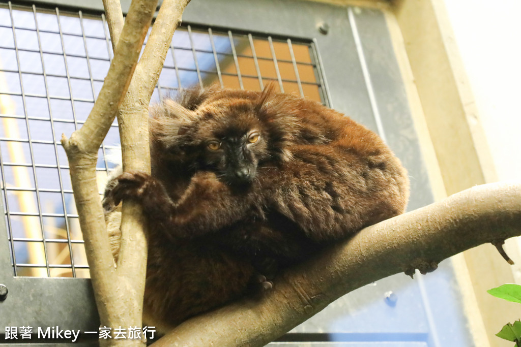 跟著 Mikey 一家去旅行 - 【 上野 】上野動物園 - Part II