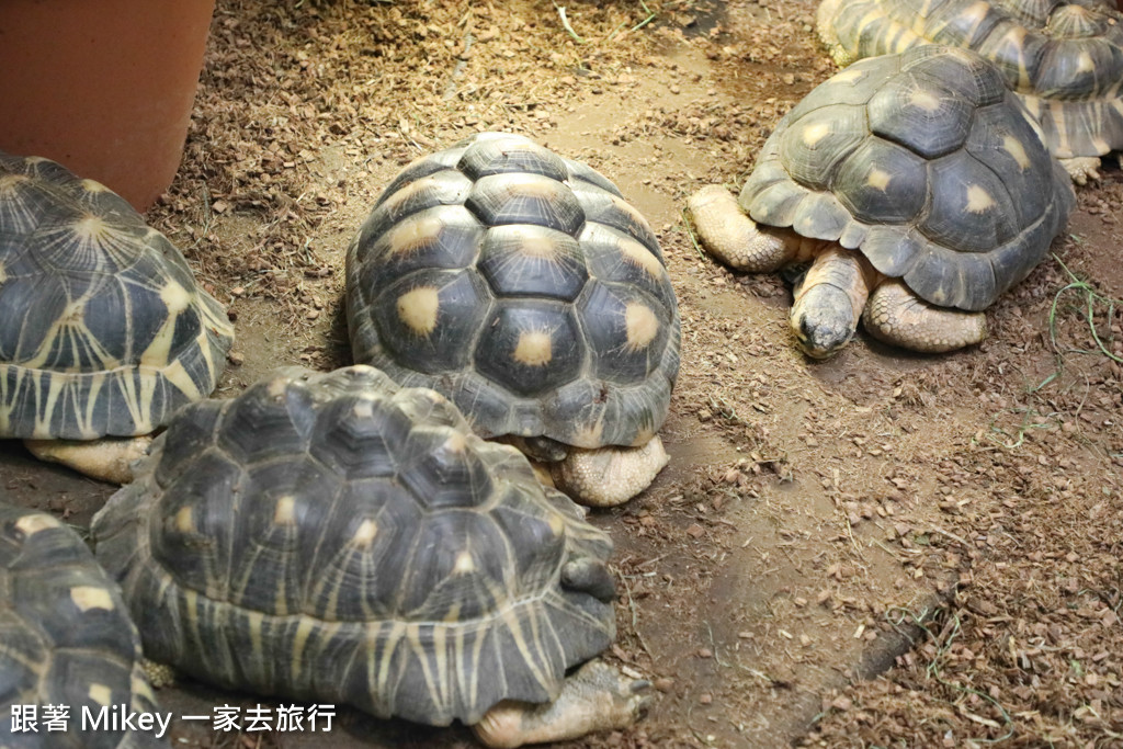 跟著 Mikey 一家去旅行 - 【 上野 】上野動物園 - Part II