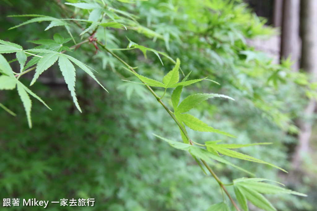 跟著 Mikey 一家去旅行 - 【 京都 】銀閣寺