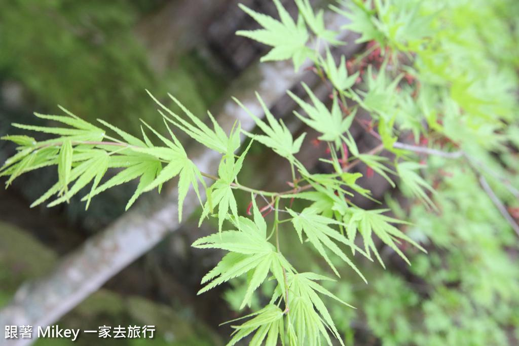 跟著 Mikey 一家去旅行 - 【 京都 】銀閣寺