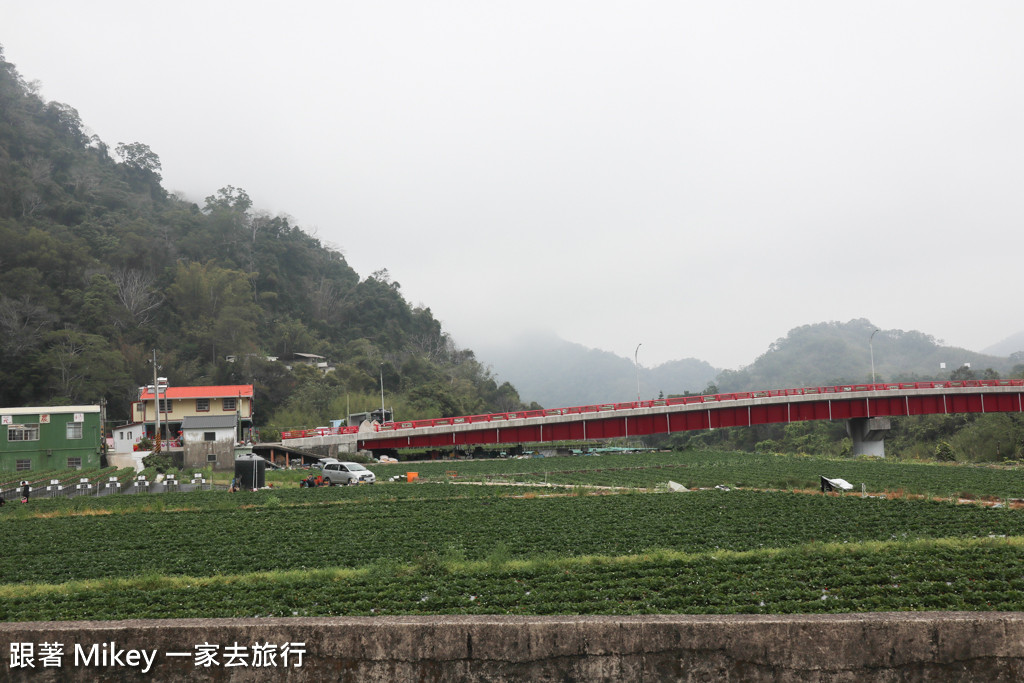 跟著 Mikey 一家去旅行 - 【 大湖 】阿雪高架草莓園