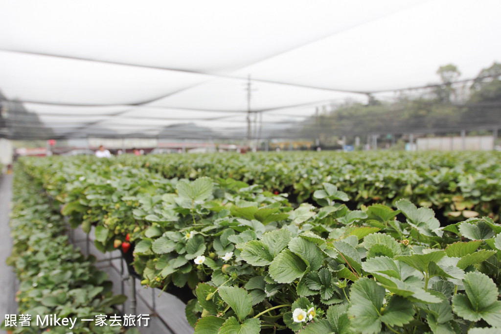 跟著 Mikey 一家去旅行 - 【 大湖 】阿雪高架草莓園