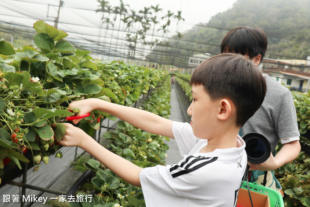 跟著 Mikey 一家去旅行 - 【 大湖 】阿雪高架草莓園