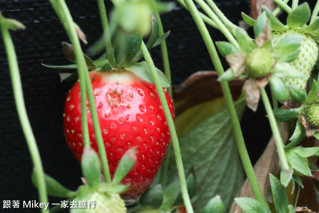 跟著 Mikey 一家去旅行 - 【 大湖 】阿雪高架草莓園