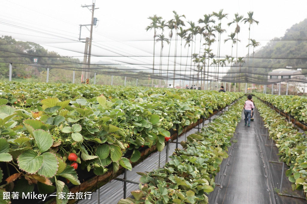 跟著 Mikey 一家去旅行 - 【 大湖 】阿雪高架草莓園