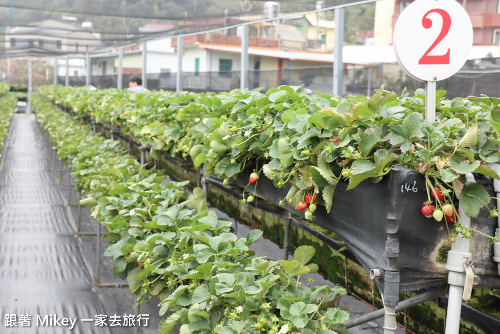 跟著 Mikey 一家去旅行 - 【 大湖 】阿雪高架草莓園