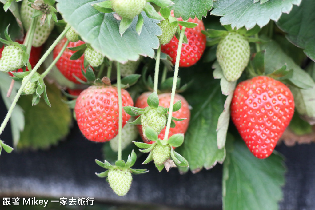 跟著 Mikey 一家去旅行 - 【 大湖 】阿雪高架草莓園