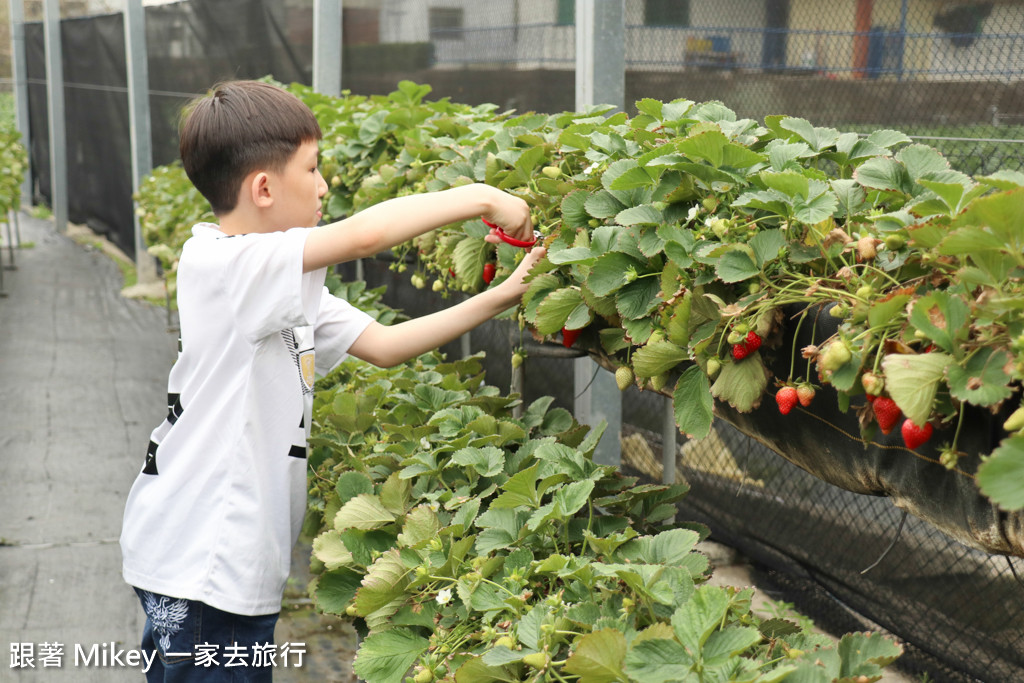 跟著 Mikey 一家去旅行 - 【 大湖 】阿雪高架草莓園