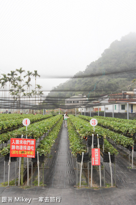 跟著 Mikey 一家去旅行 - 【 大湖 】阿雪高架草莓園