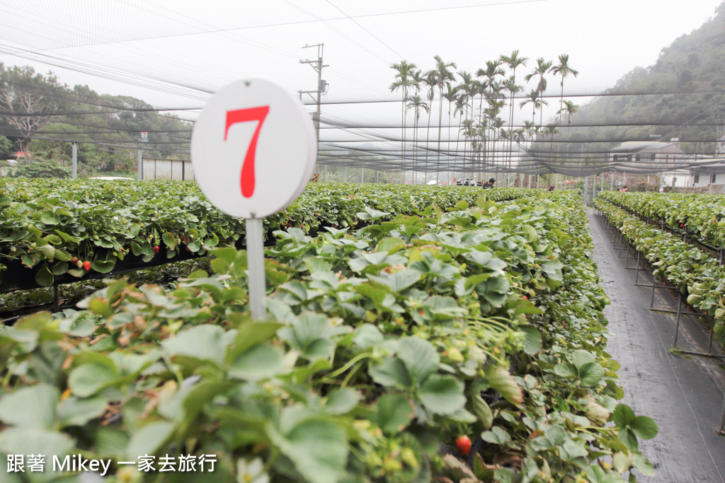 跟著 Mikey 一家去旅行 - 【 大湖 】阿雪高架草莓園