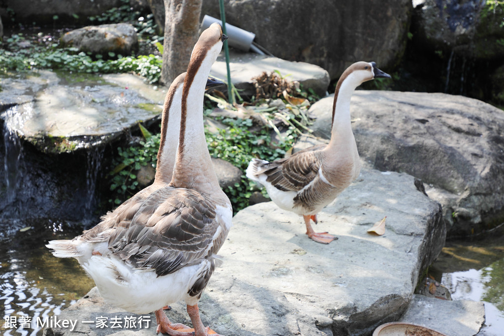 跟著 Mikey 一家去旅行 - 【 大湖 】Schokolake 巧克力雲莊 - 園區篇