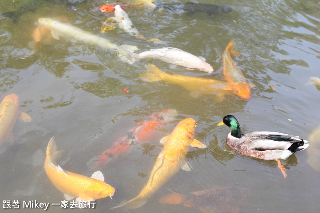 跟著 Mikey 一家去旅行 - 【 大湖 】Schokolake 巧克力雲莊 - 園區篇