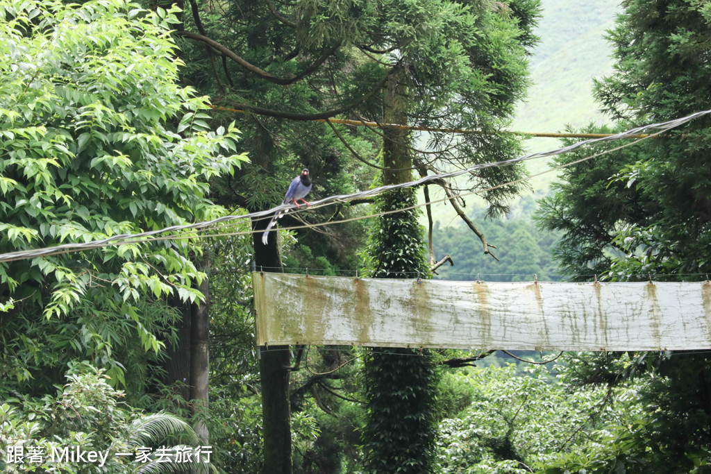 跟著 Mikey 一家去旅行 - 【 台北 】竹湖土雞城