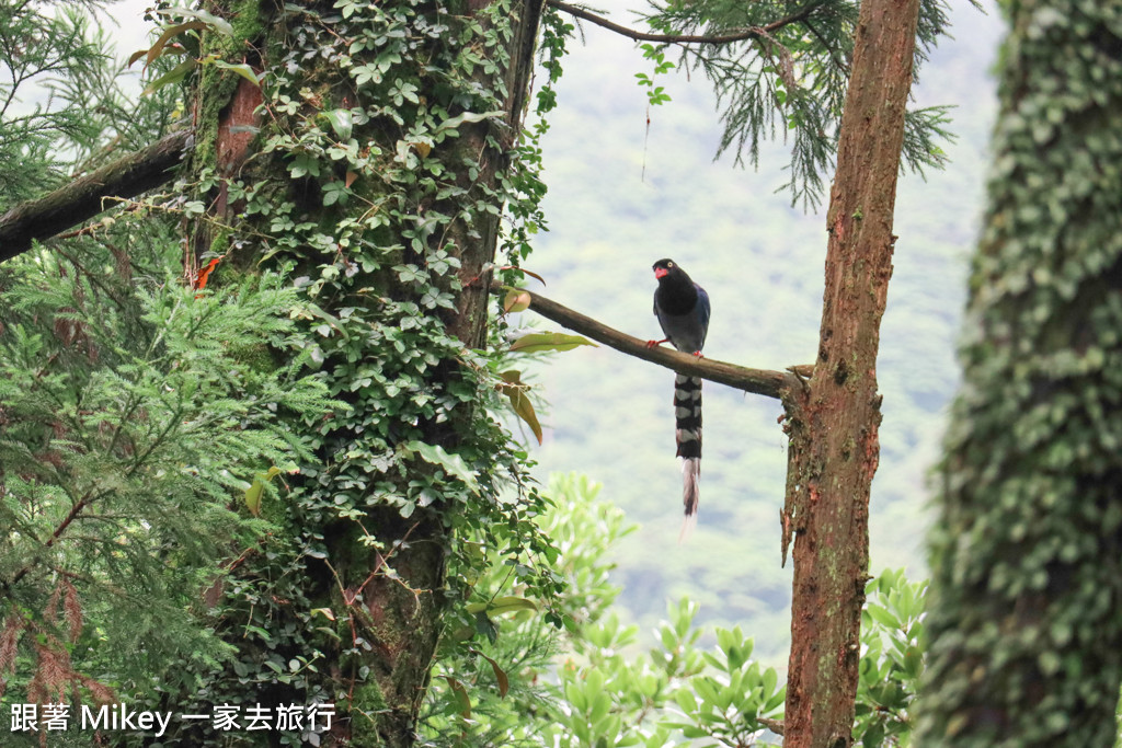 跟著 Mikey 一家去旅行 - 【 台北 】竹湖土雞城