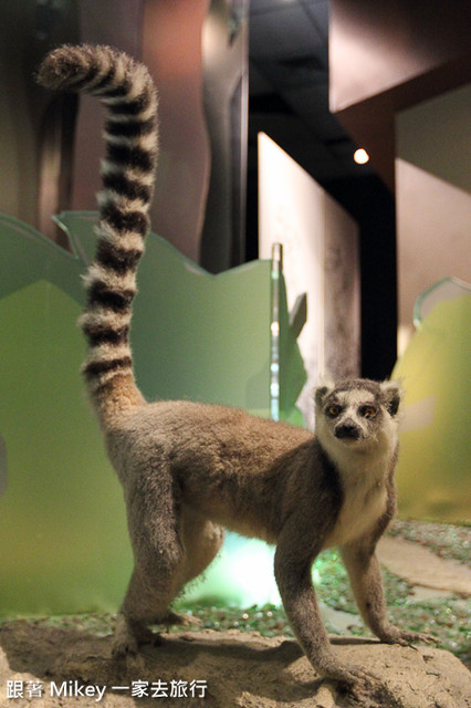 跟著 Mikey 一家去旅行 - 【 台中 】國立自然科學博物館 - 常設展 - 哺乳類的演化與適應