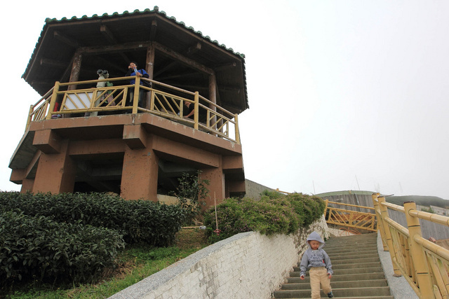 跟著 Mikey 一家去旅行 - 【 竹山 】軟鞍八卦茶園