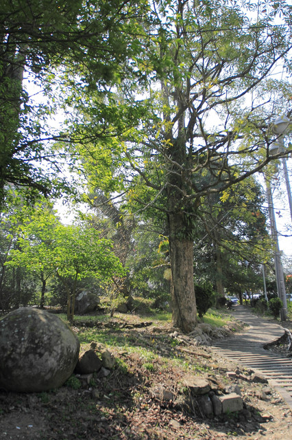 跟著 Mikey 一家去旅行 - 【 白河 】關子嶺風景區