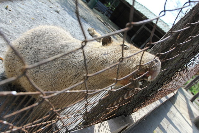 跟著 Mikey 一家去旅行 - 【 學甲 】頑皮世界野生動物園