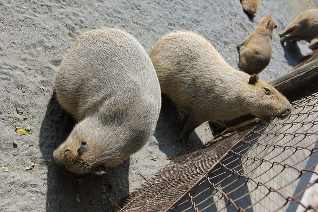 跟著 Mikey 一家去旅行 - 【 學甲 】頑皮世界野生動物園