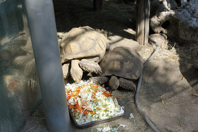 跟著 Mikey 一家去旅行 - 【 學甲 】頑皮世界野生動物園