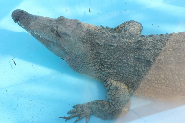 跟著 Mikey 一家去旅行 - 【 學甲 】頑皮世界野生動物園