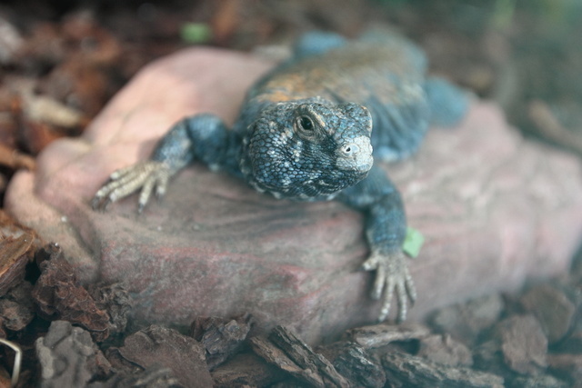 跟著 Mikey 一家去旅行 - 【 學甲 】頑皮世界野生動物園