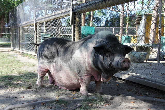 跟著 Mikey 一家去旅行 - 【 學甲 】頑皮世界野生動物園