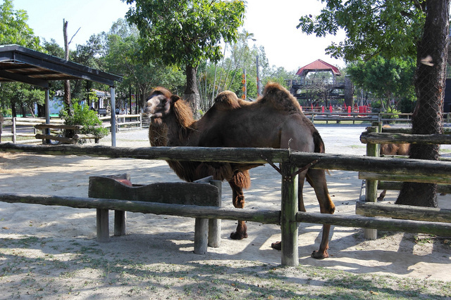 跟著 Mikey 一家去旅行 - 【 學甲 】頑皮世界野生動物園