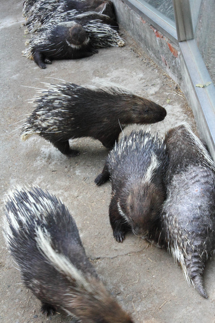 跟著 Mikey 一家去旅行 - 【 學甲 】頑皮世界野生動物園