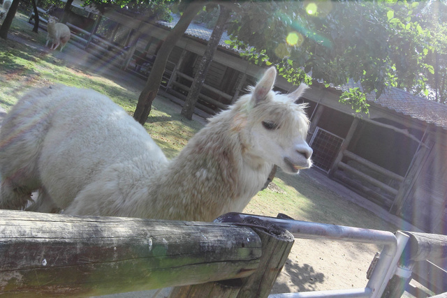 跟著 Mikey 一家去旅行 - 【 學甲 】頑皮世界野生動物園