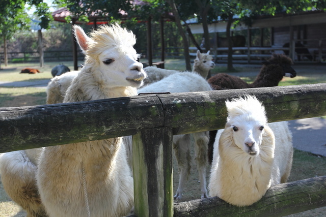 跟著 Mikey 一家去旅行 - 【 學甲 】頑皮世界野生動物園