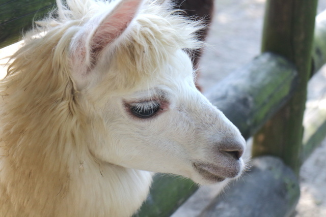 跟著 Mikey 一家去旅行 - 【 學甲 】頑皮世界野生動物園