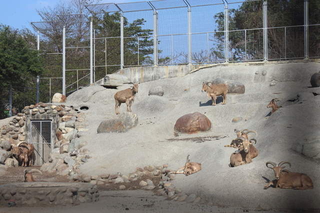 跟著 Mikey 一家去旅行 - 【 學甲 】頑皮世界野生動物園