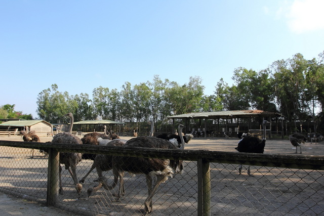 跟著 Mikey 一家去旅行 - 【 學甲 】頑皮世界野生動物園