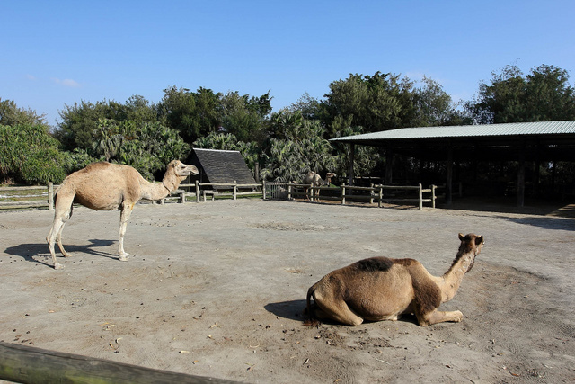 跟著 Mikey 一家去旅行 - 【 學甲 】頑皮世界野生動物園